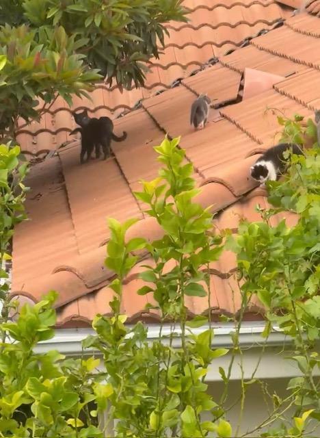 Colton, Adoptable, Kitten Male Domestic Short Hair.