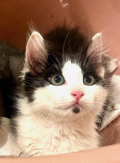 Enlarge Colton, a Adoptable Domestic Short Hair in West Hills, CA image 2/3