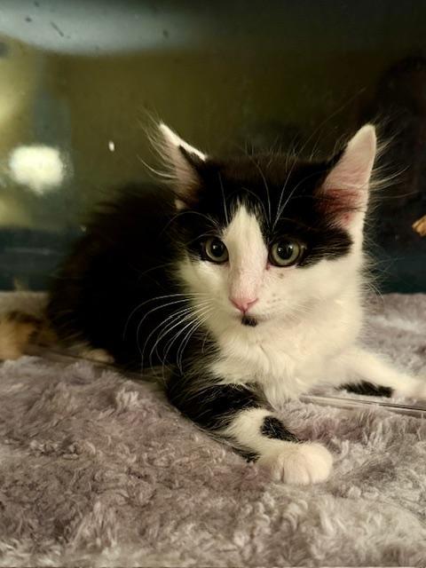 Enlarge Colton, a Adoptable Domestic Short Hair in West Hills, CA image 3/3