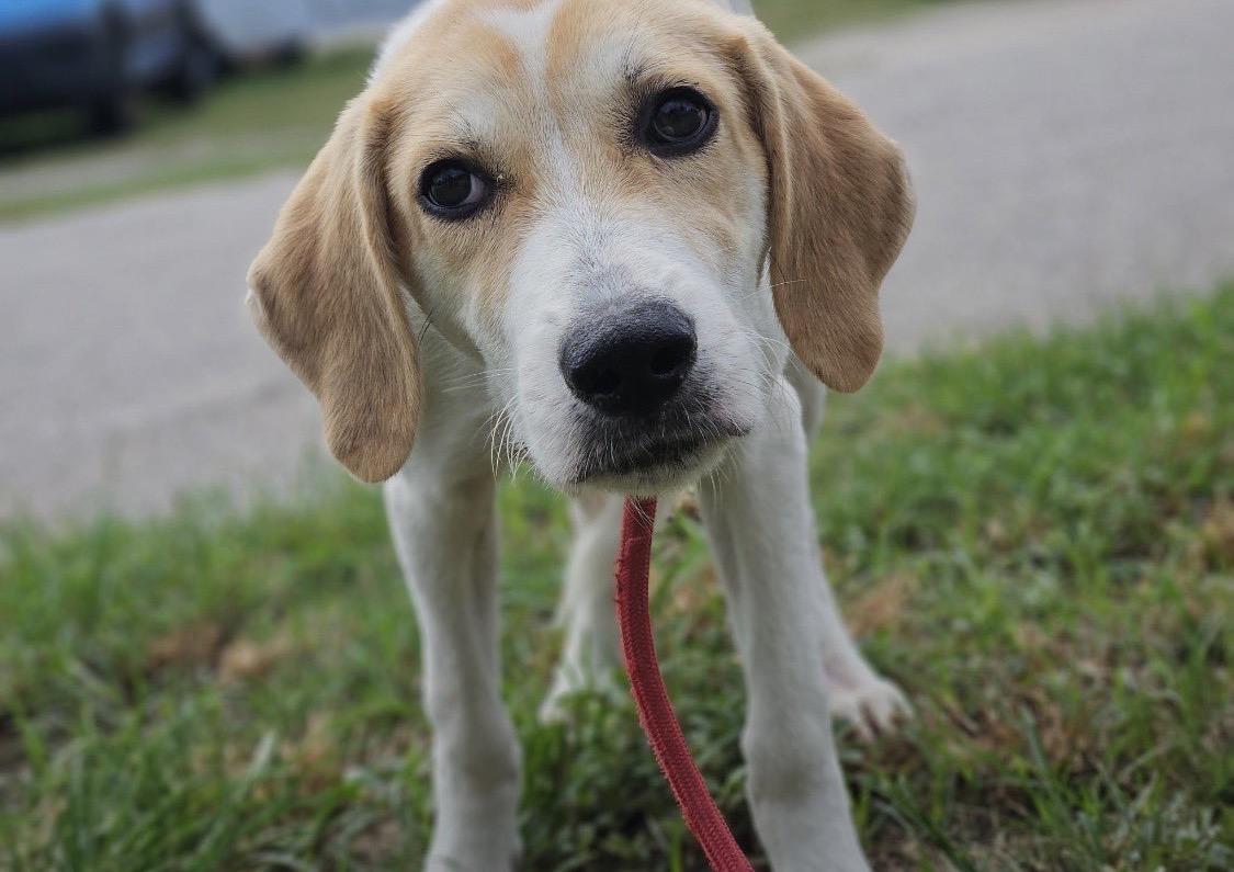 Ava- Sweet tripod girl looking for loving home photo