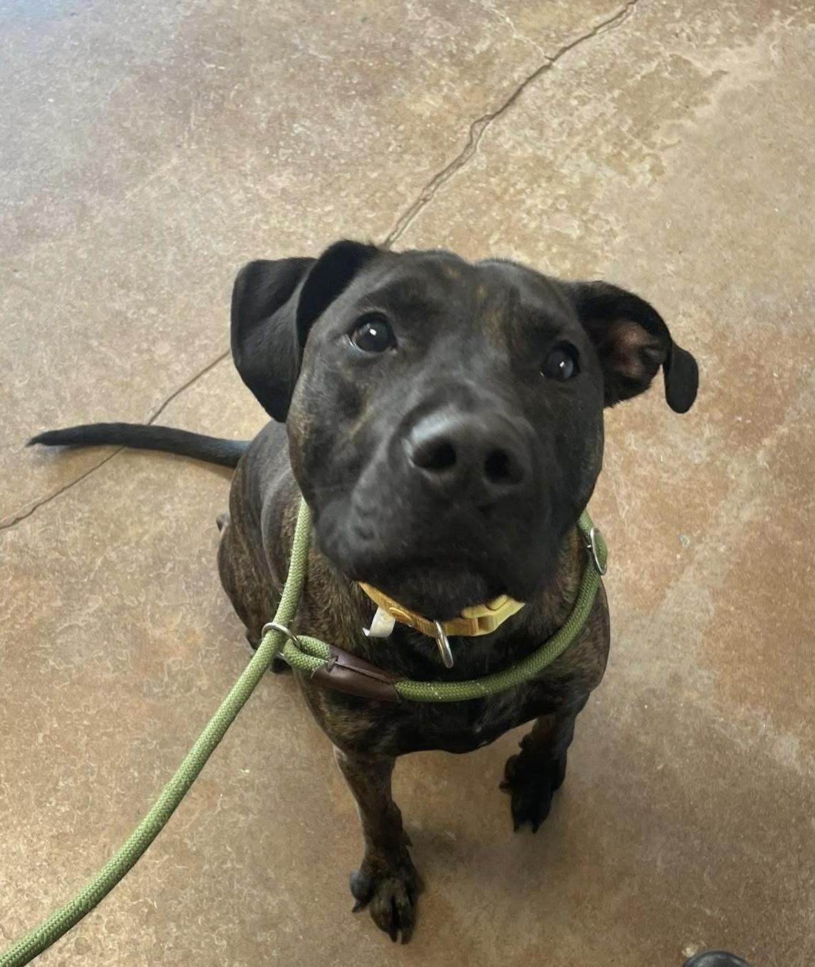 Oso, Adoptable, Adult Male Pit Bull Terrier & Dutch Shepherd.