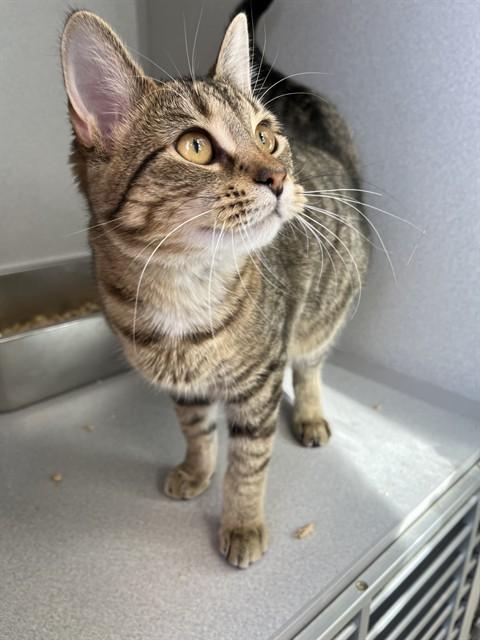 MISSY, Adoptable, Young Female Domestic Short Hair.