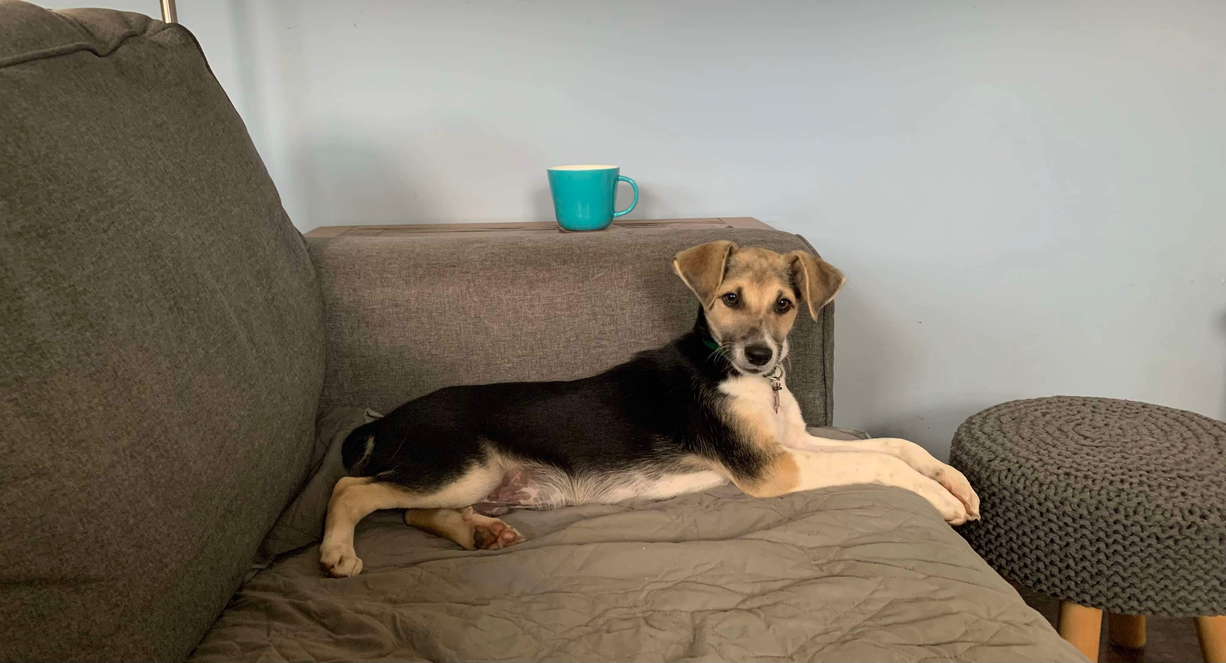 Dog for adoption Stilts, a Beagle & Mix in Succasunna, NJ