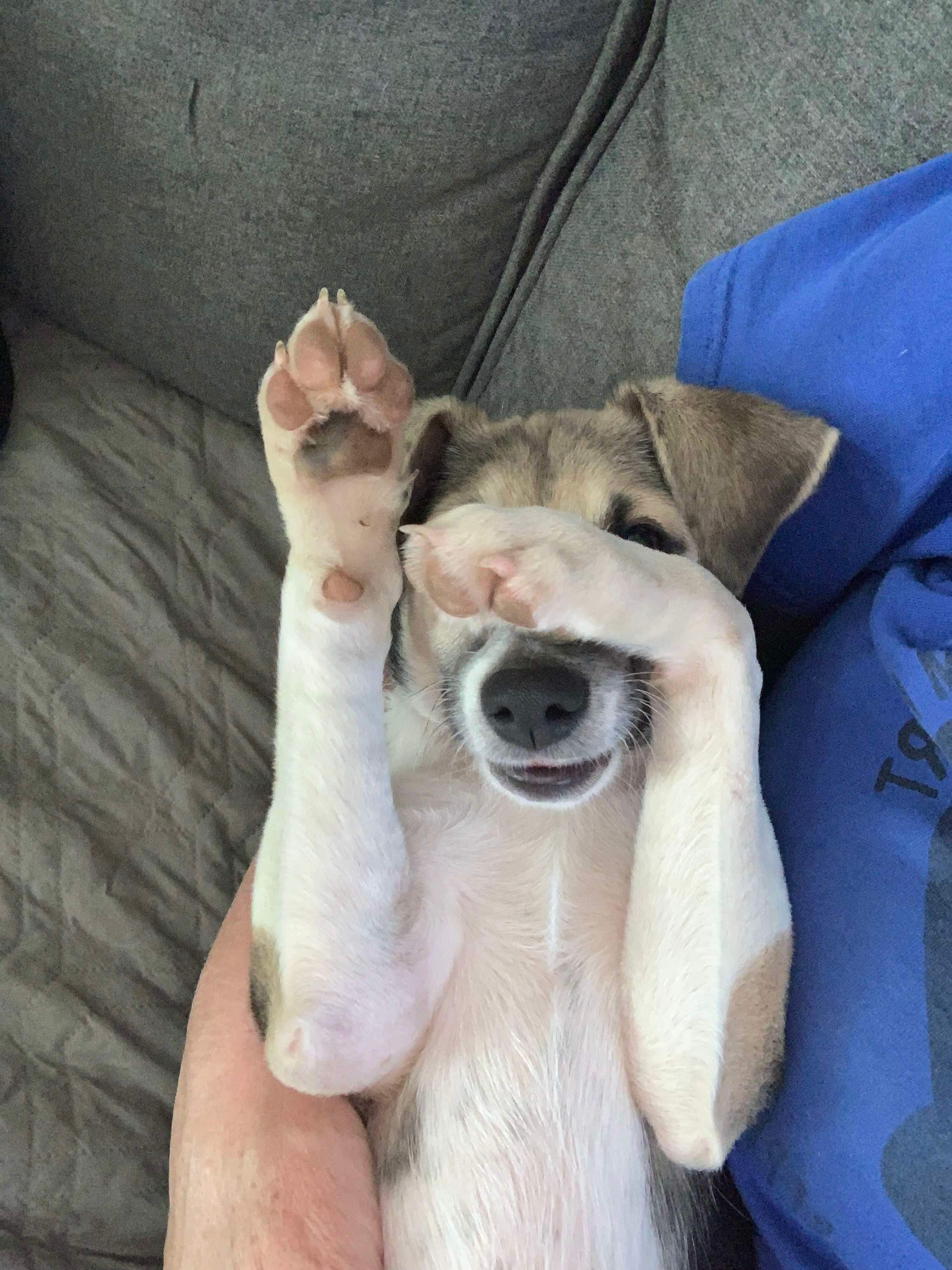 Dog for adoption Stilts, a Beagle & Mix in Succasunna, NJ