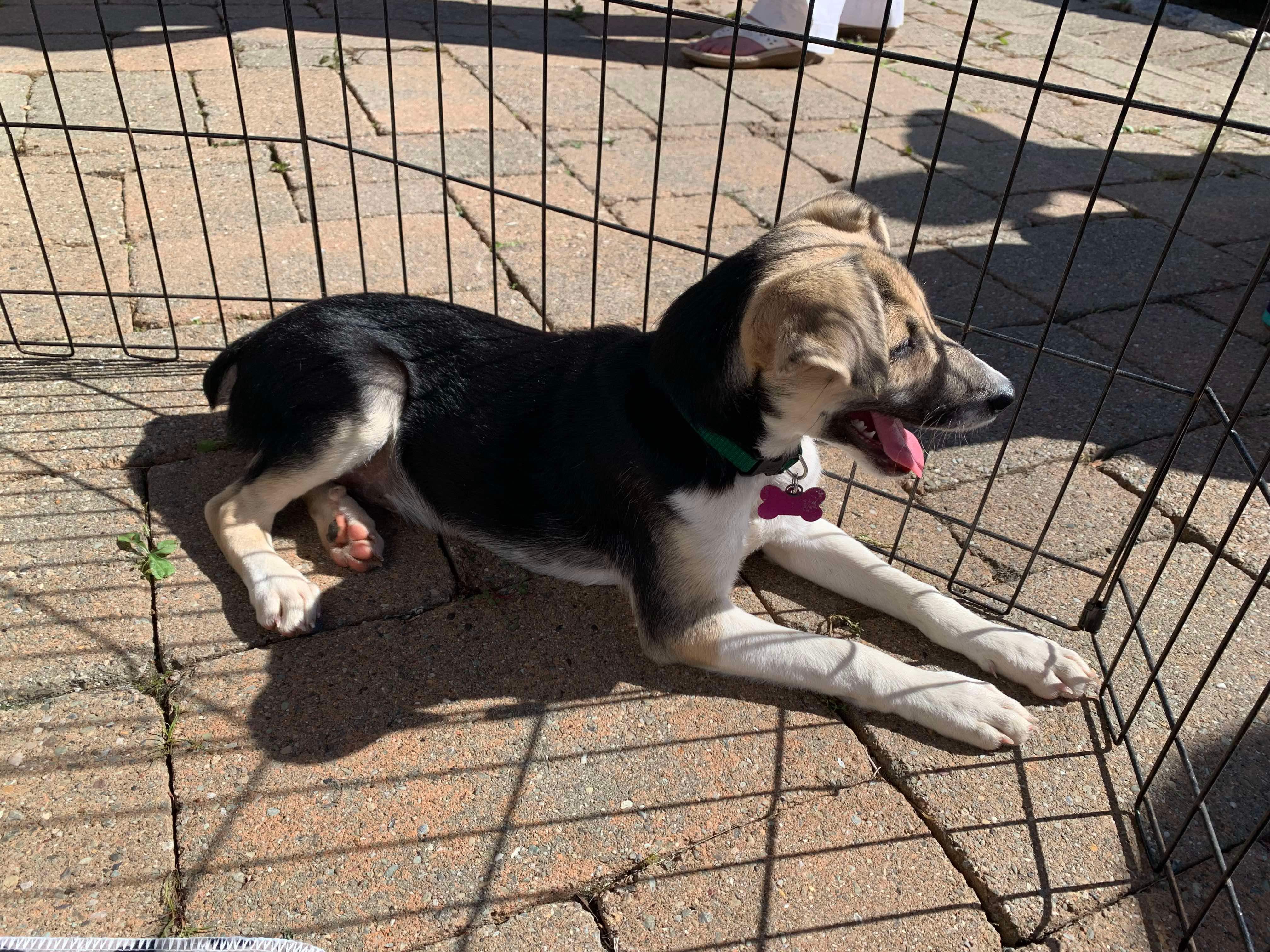 Dog for adoption Stilts, a Beagle & Mix in Succasunna, NJ