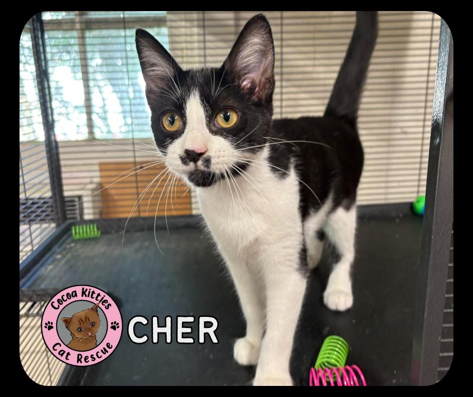 Enlarge Cher, a Adopted mixed breed in Hershey, PA image 1/1