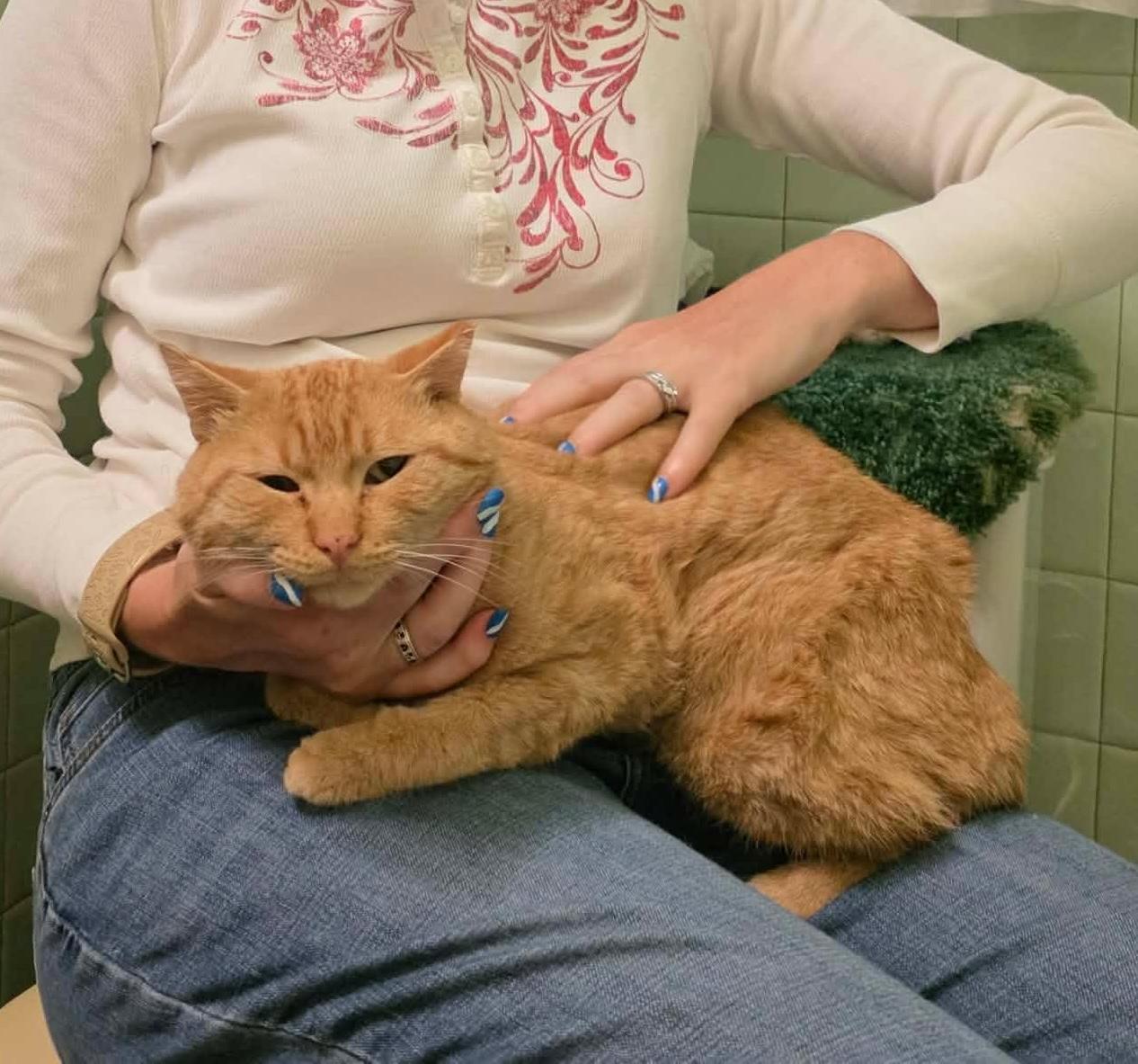 Pikachu, ADOPTABLE, Adult Male Domestic Short Hair.