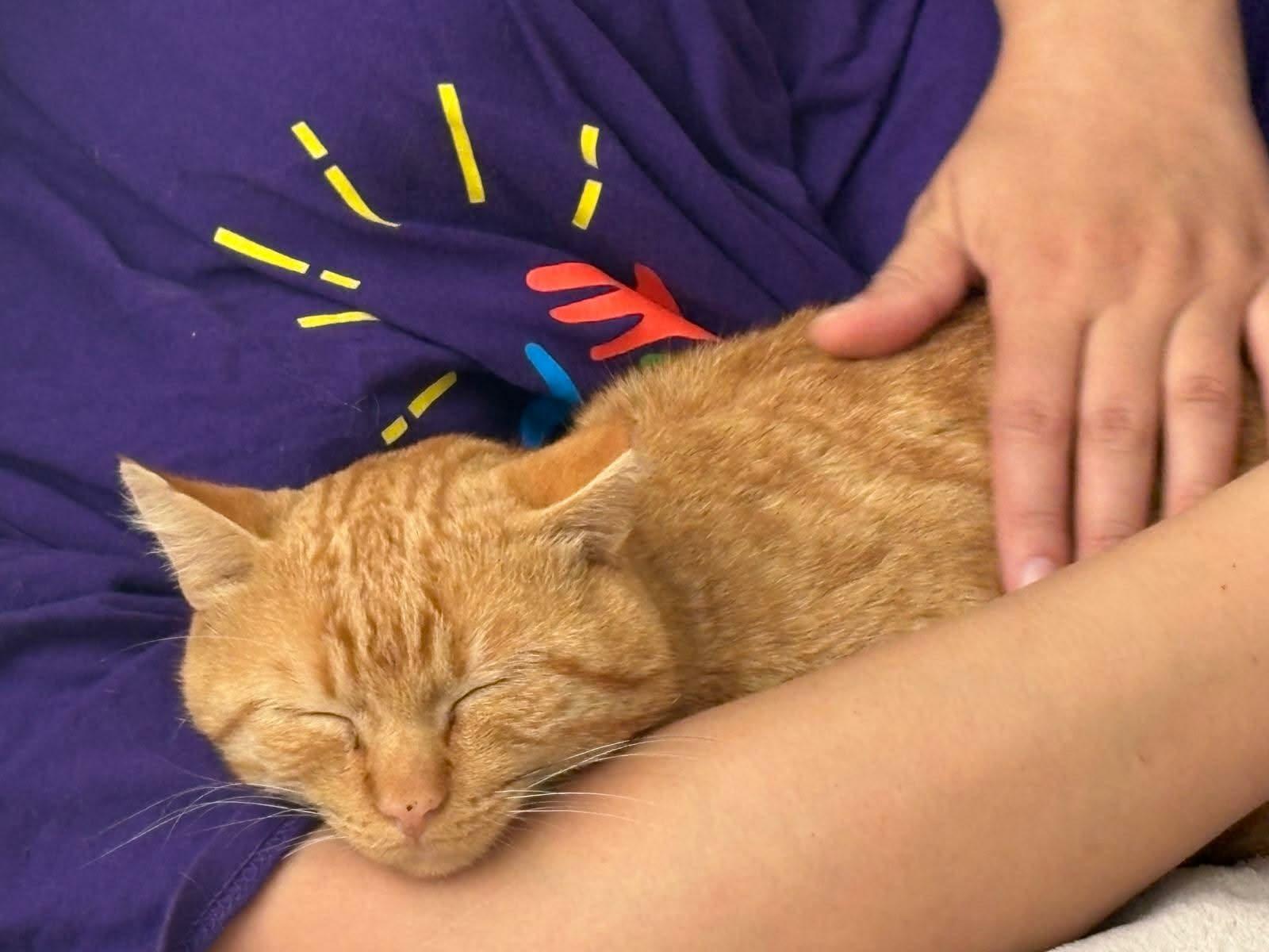 Pikachu, a ADOPTABLE mixed breed in Chicago, IL image 6/6