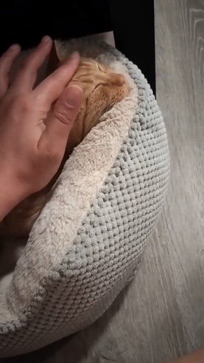 Enlarge Pikachu, a ADOPTABLE mixed breed in Chicago, IL video 5/6