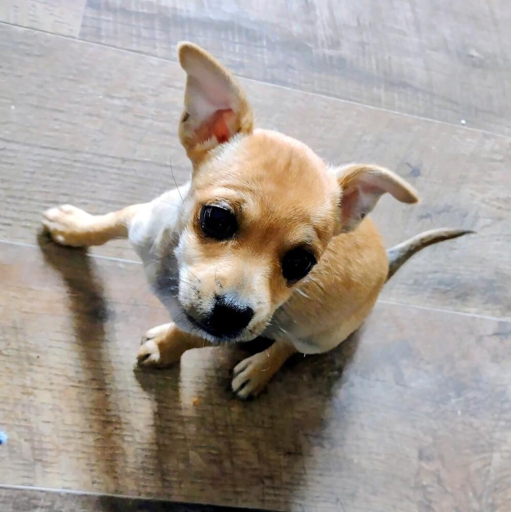 Biscuit, Adoptable, Puppy Female Chihuahua & Mixed Breed.