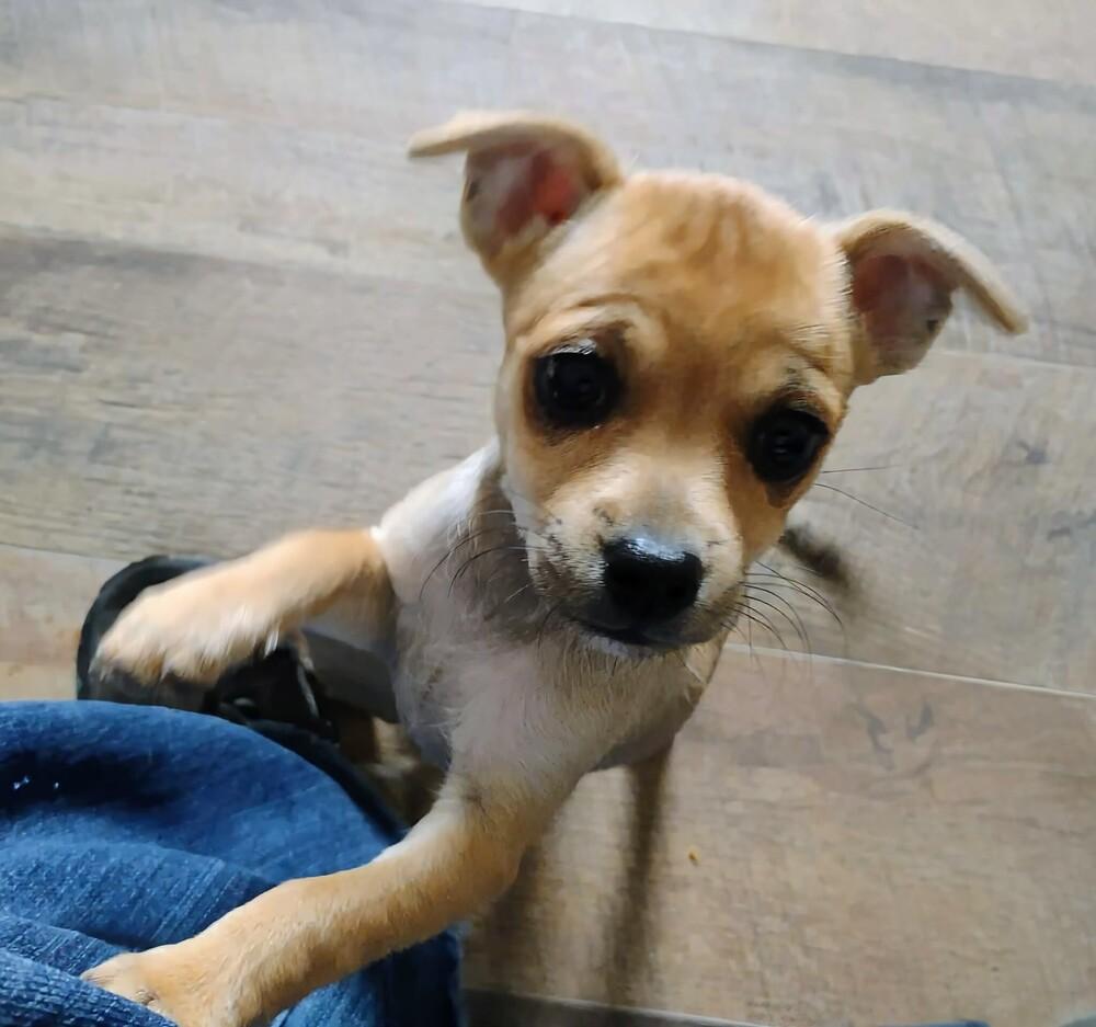 Enlarge Biscuit, a Adoptable mixed breed in Evergreen, CO image 1/6