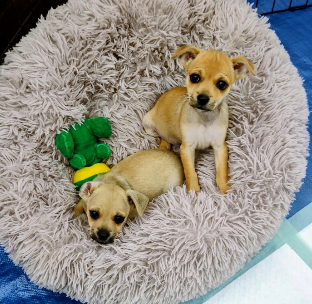 Enlarge Biscuit, a Adoptable mixed breed in Evergreen, CO image 2/6