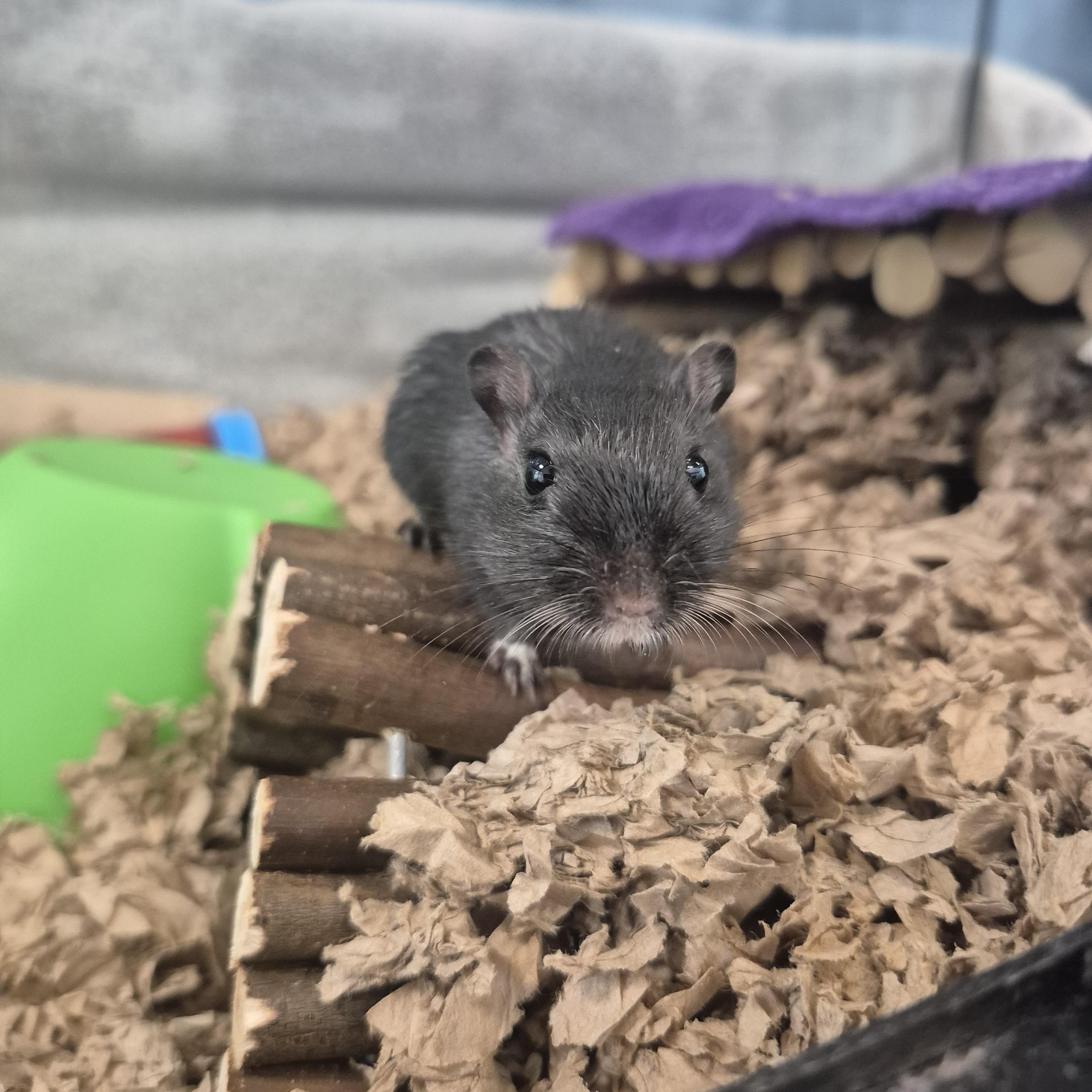 Enlarge Tiny Tim, an adopted Gerbil in New Westminster, BC image 1/1