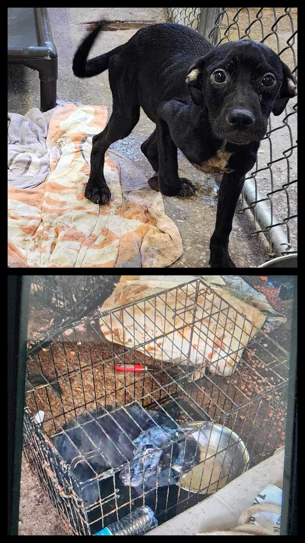 Dog for adoption Lucy, a Black Labrador Retriever in tampa, FL