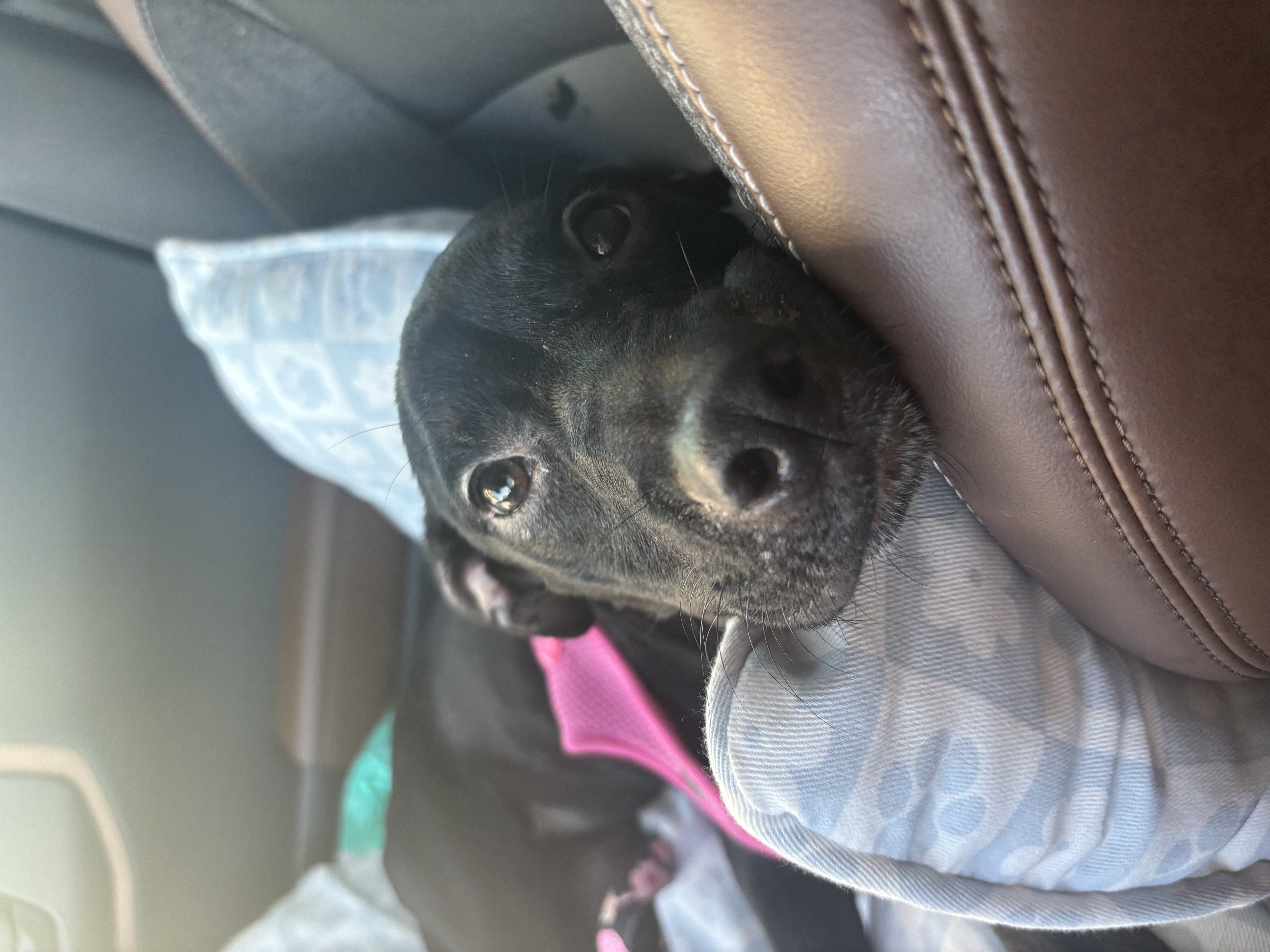 Dog for adoption Lucy, a Black Labrador Retriever in tampa, FL