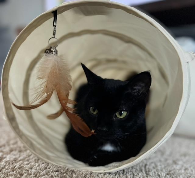 Enlarge Romeo, a Adoptable Domestic Short Hair in Holly, MI image 1/4