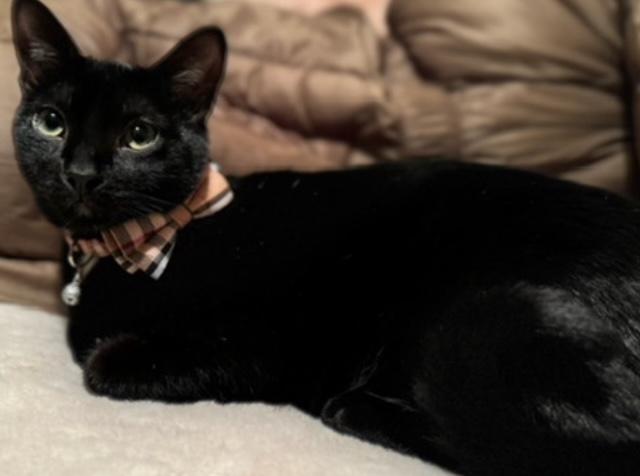 Enlarge Romeo, a Adoptable Domestic Short Hair in Holly, MI image 2/4