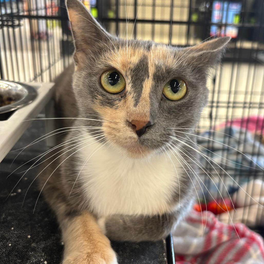 Possum, Adoptable, Adult Female Domestic Short Hair.