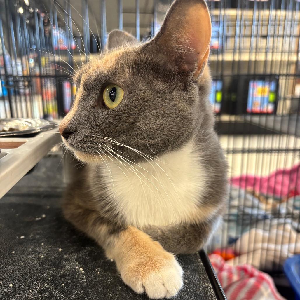 Possum, a Adoptable Domestic Short Hair in La Grange, KY image 2/3