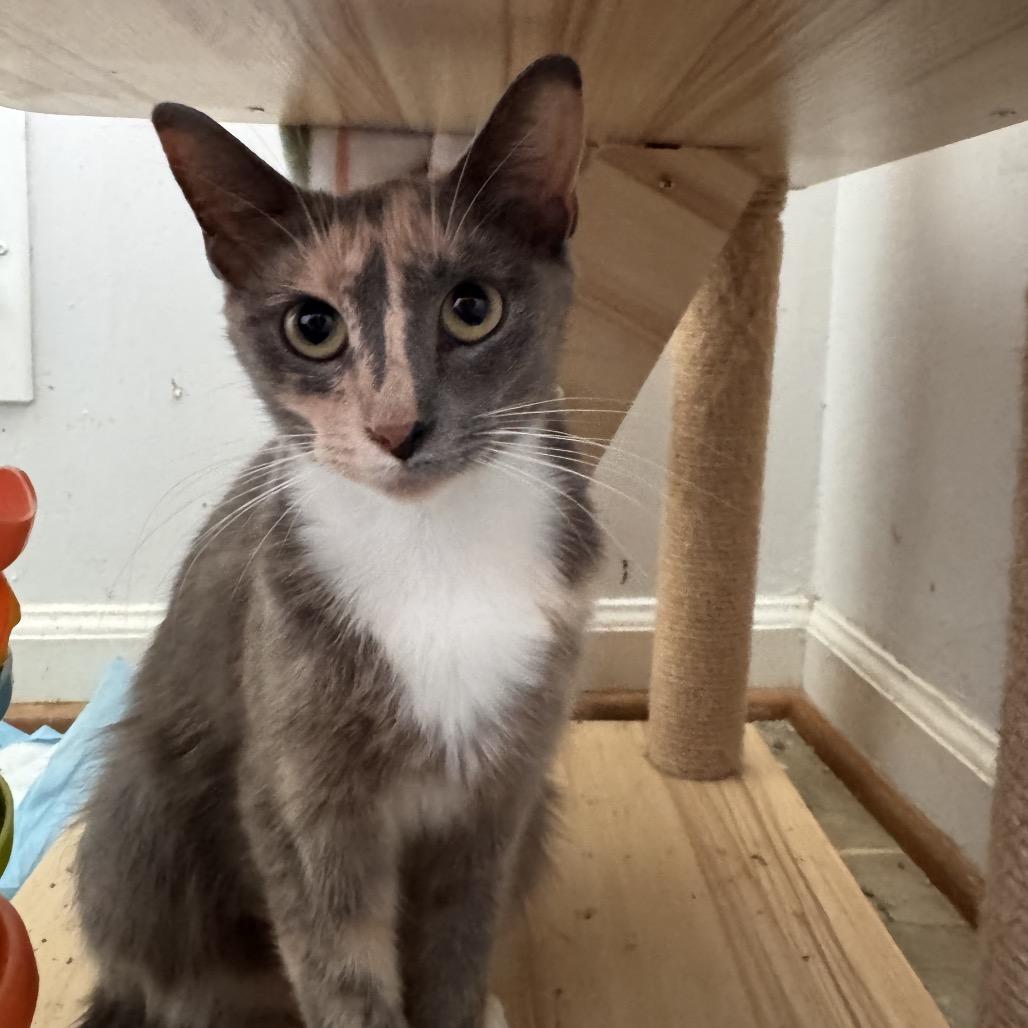 Possum, a Adoptable Domestic Short Hair in La Grange, KY image 3/3