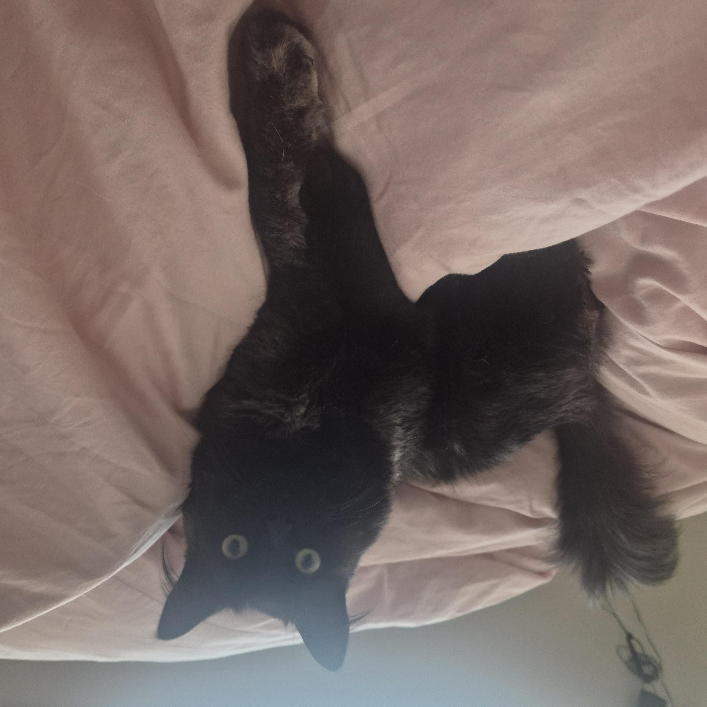 Smudge, a ADOPTABLE Domestic Long Hair in Renton , WA image 2/4