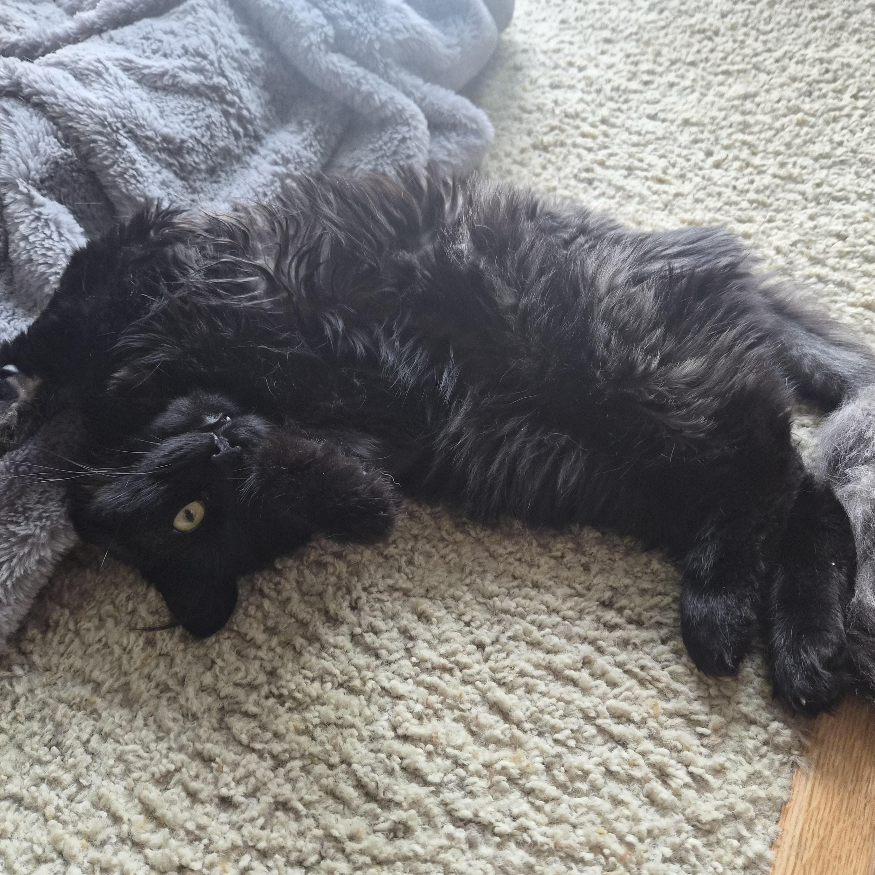 Smudge, a ADOPTABLE Domestic Long Hair in Renton , WA image 4/4