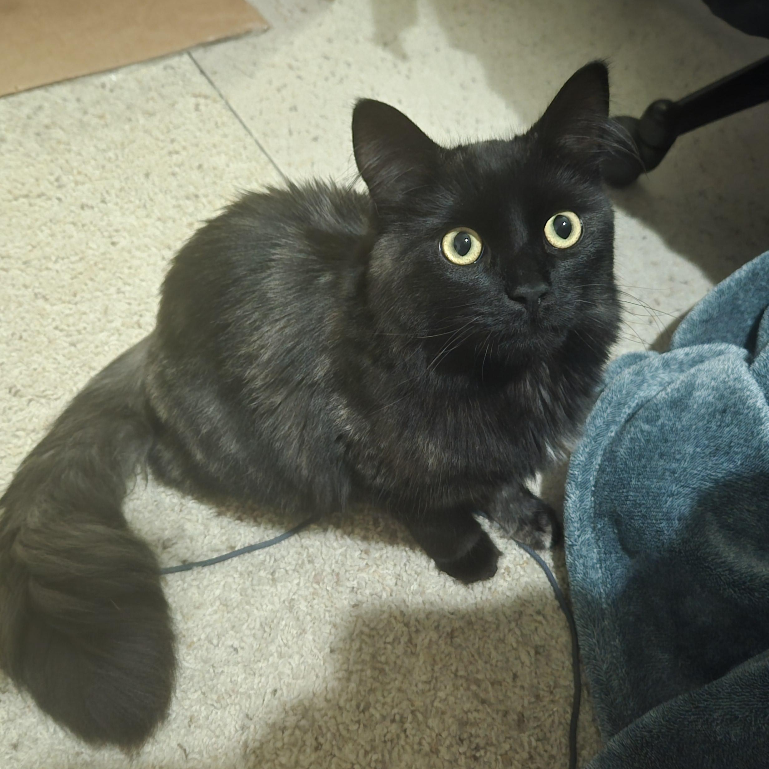 Smudge, a ADOPTABLE Domestic Long Hair in Renton , WA image 1/4