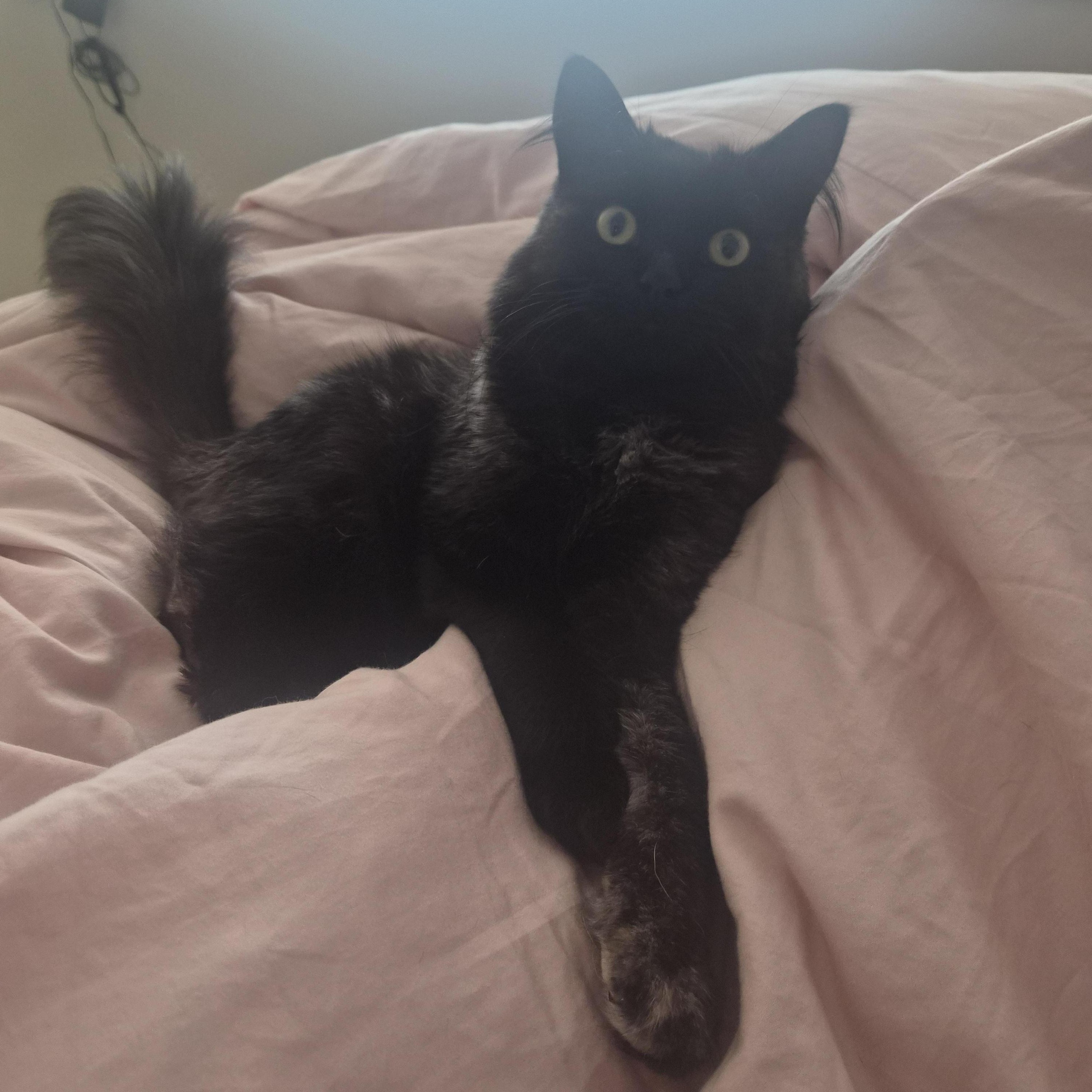 Enlarge Smudge, a ADOPTABLE Domestic Long Hair in Renton , WA image 2/4