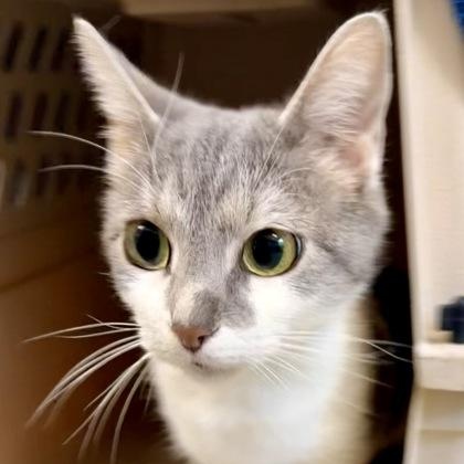 Yumi, a ADOPTABLE American Shorthair in Danbury, CT image 2/2