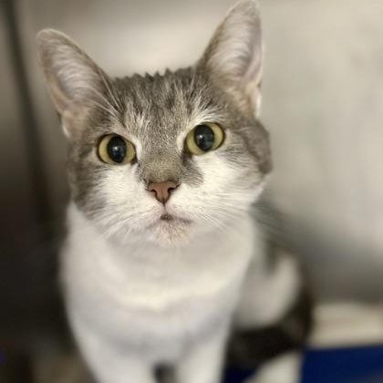 Yumi, ADOPTABLE, Adult Female American Shorthair.