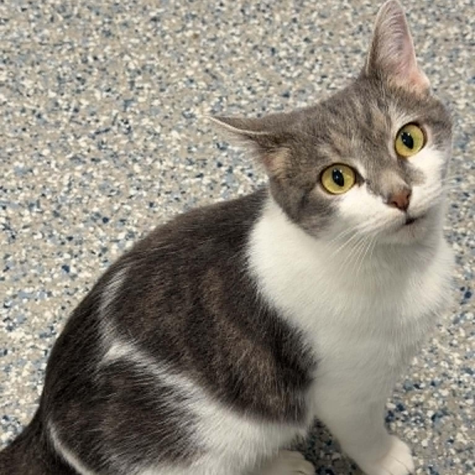 Yumi, ADOPTABLE, Adult Female American Shorthair.