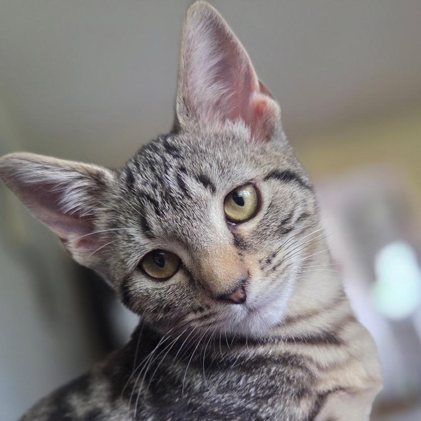 Hazel, Adoptable, Kitten Female Domestic Short Hair.
