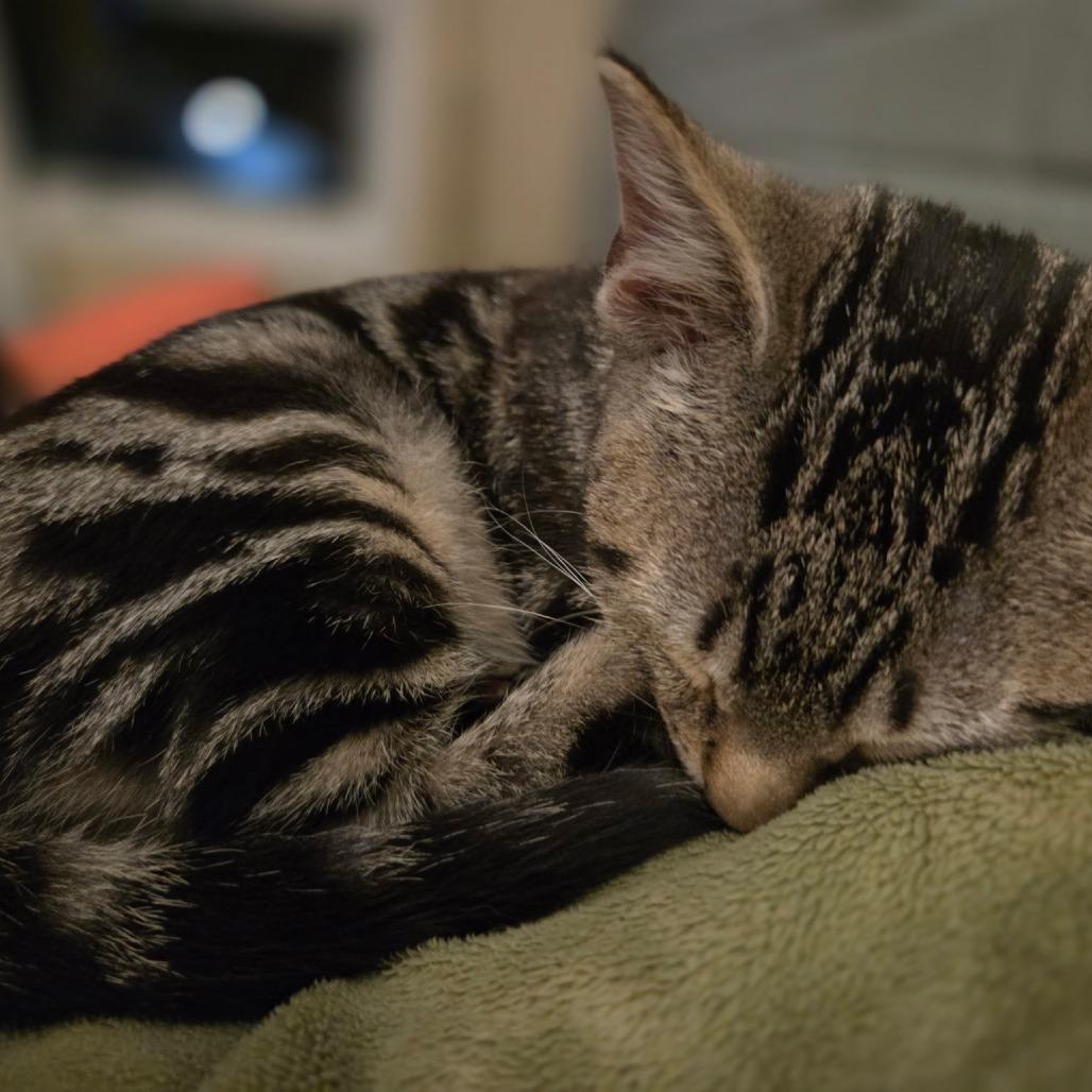 Hazel, a Adoptable Domestic Short Hair in Richmond, VA image 2/4