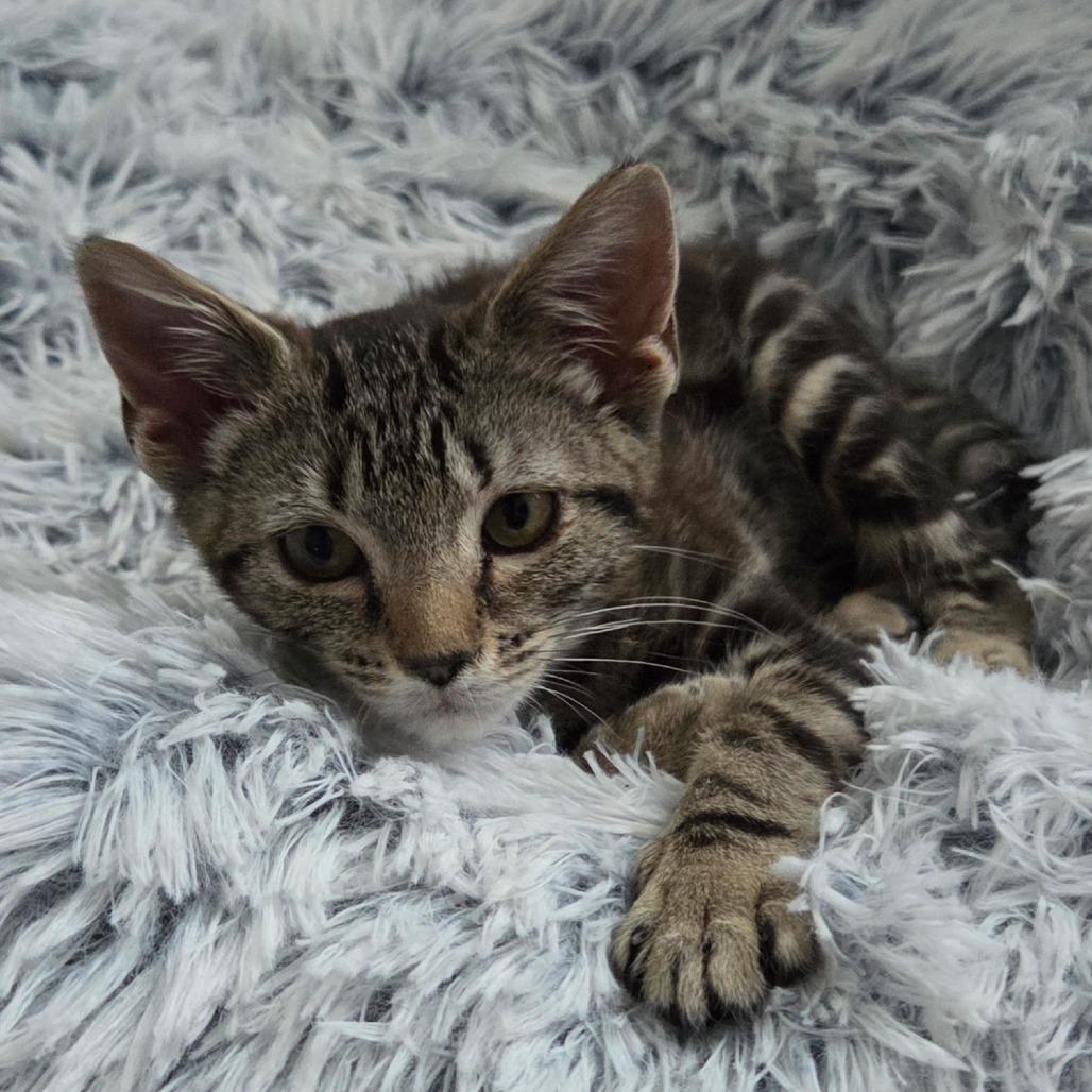 Hazel, a Adoptable Domestic Short Hair in Richmond, VA image 3/4
