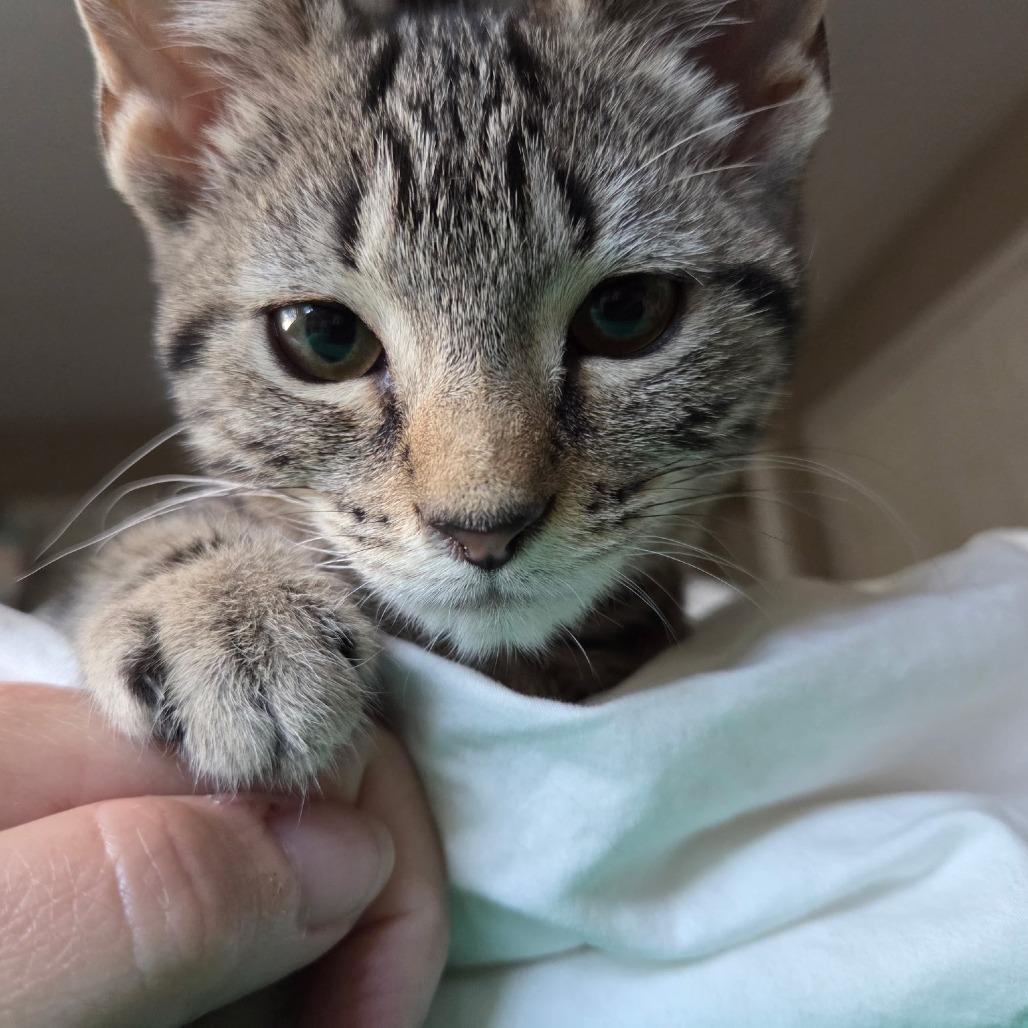 Hazel, a Adoptable Domestic Short Hair in Richmond, VA image 4/4