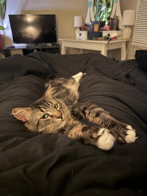 Tomas, Adoptable, Adult Male Domestic Medium Hair.