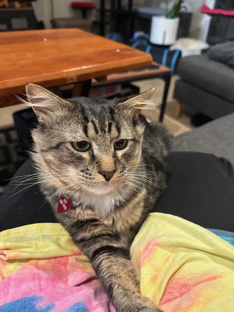 Tomas, a Adoptable Domestic Medium Hair in Portland, OR image 2/5