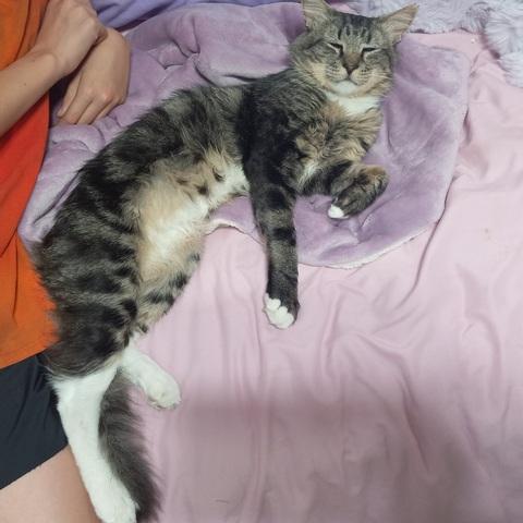 Tomas, a Adoptable Domestic Medium Hair in Portland, OR image 3/5