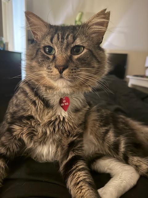 Tomas, a Adoptable Domestic Medium Hair in Portland, OR image 4/5