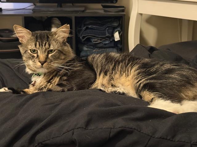 Tomas, a Adoptable Domestic Medium Hair in Portland, OR image 5/5