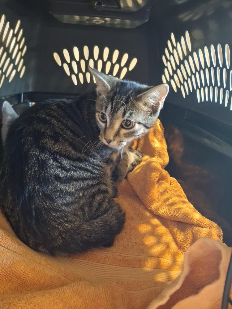 Enlarge Mckenzie S., a Adoptable Domestic Short Hair in Peoria, IL image 1/1