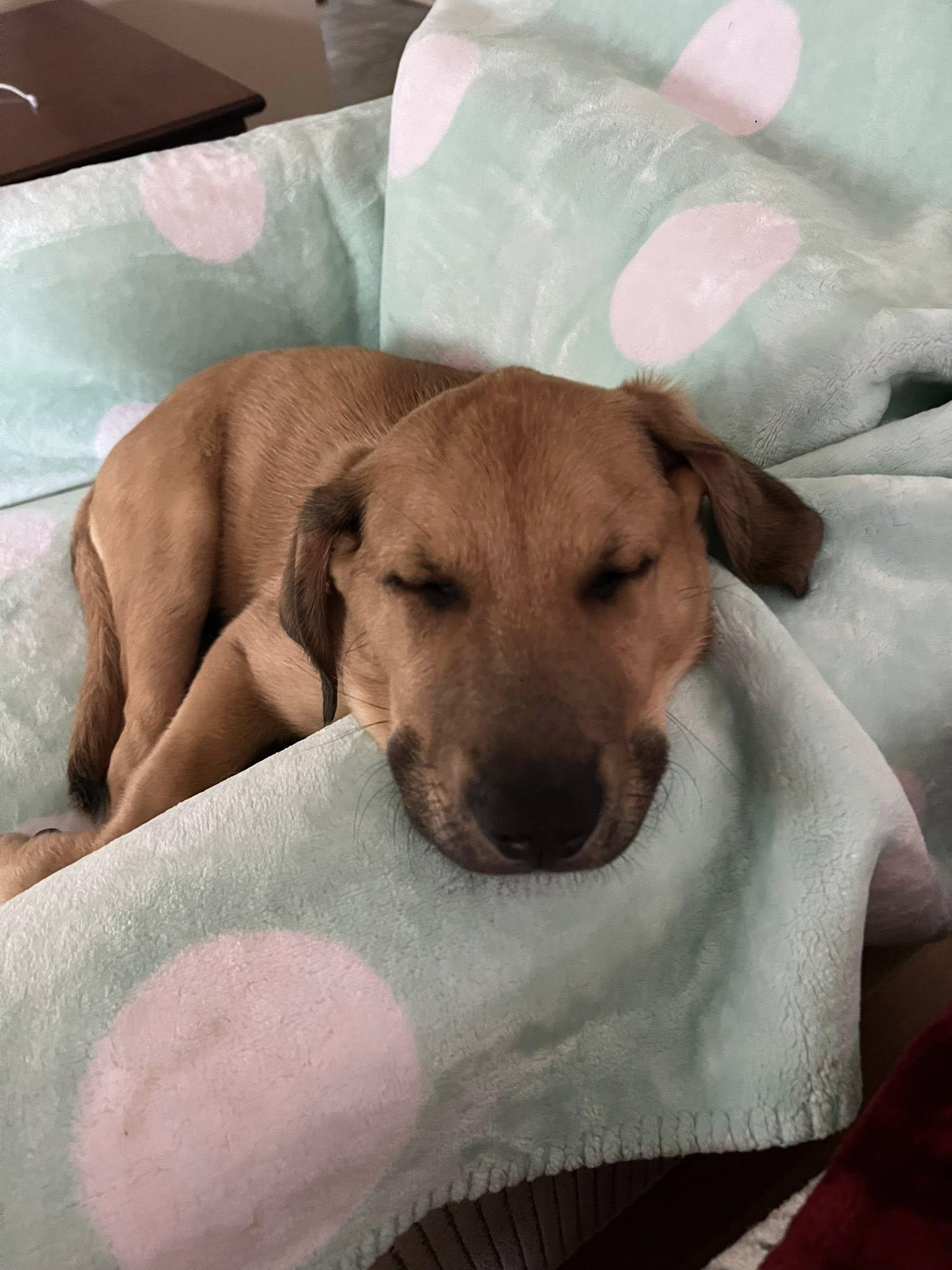 Finn