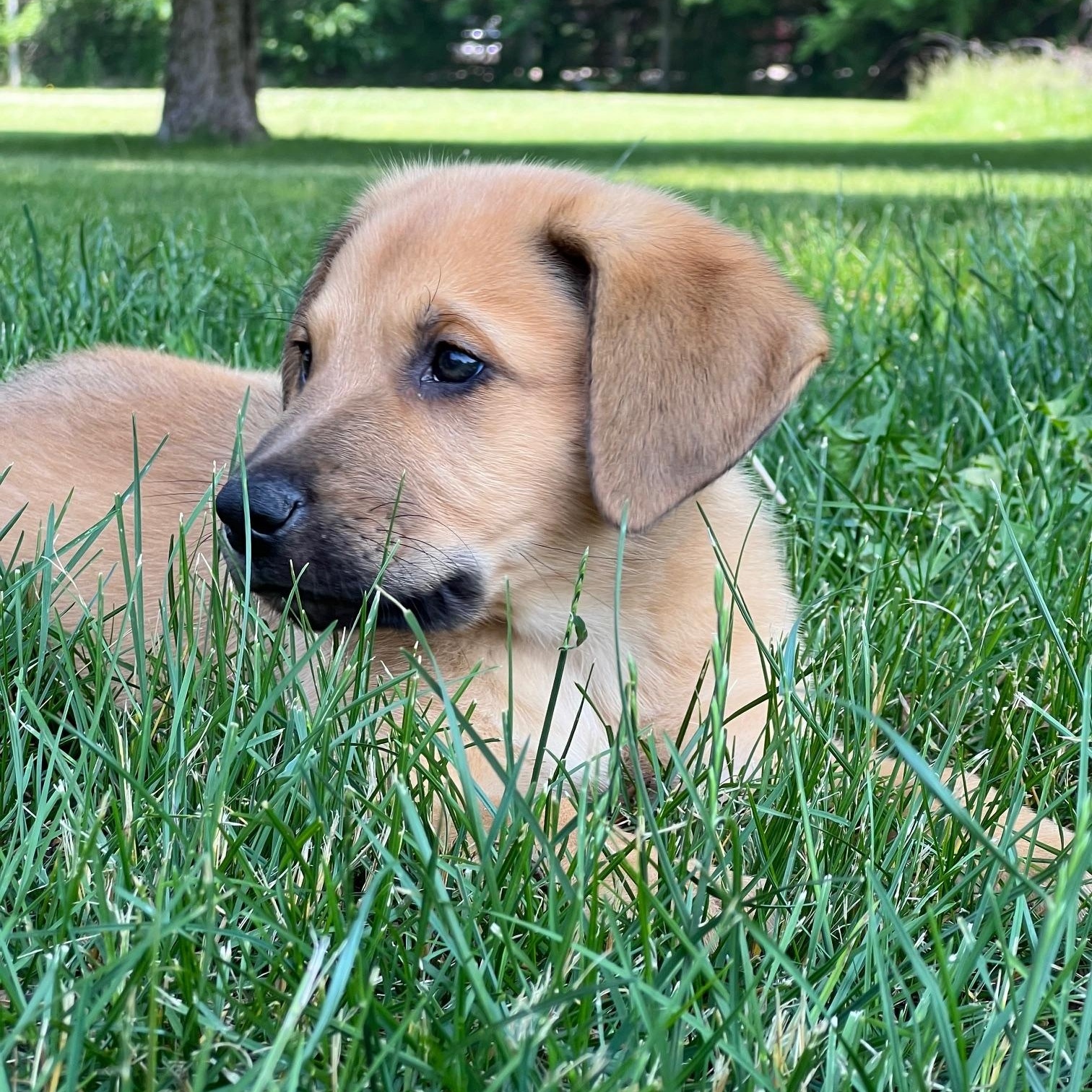 Finn