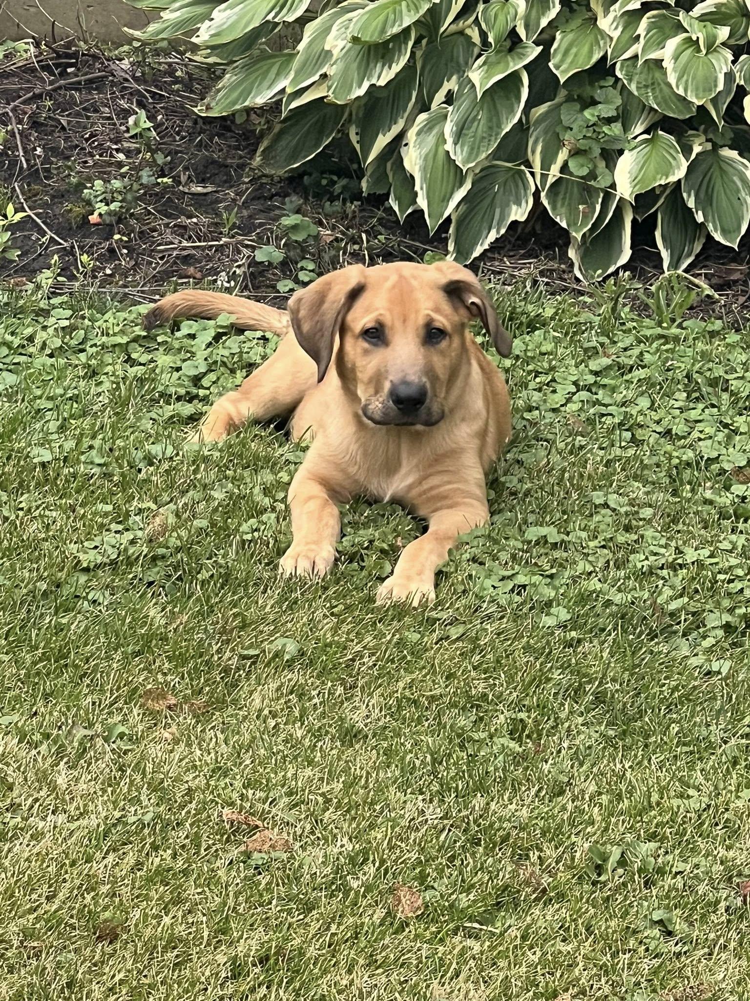 Finn