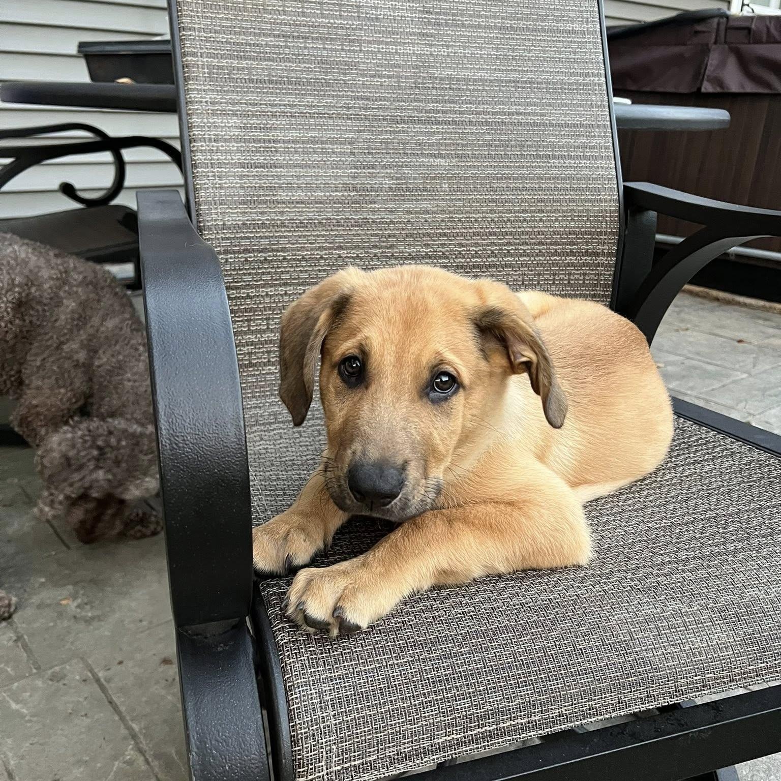 Finn
