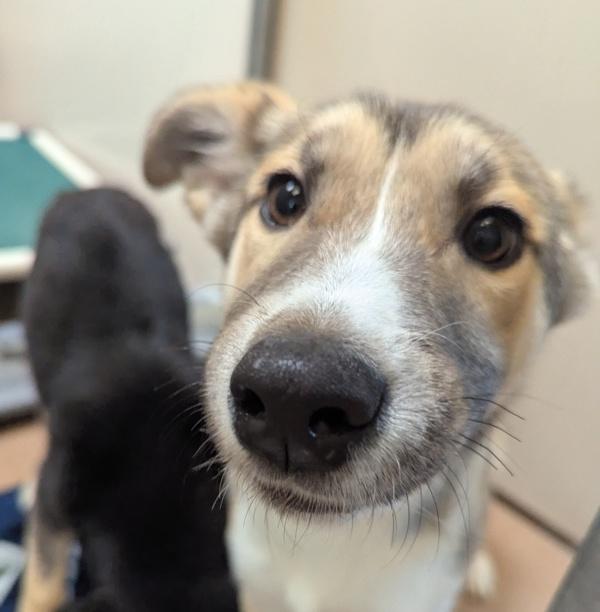 Rowlf, Adoptable, Puppy Male Siberian Husky.