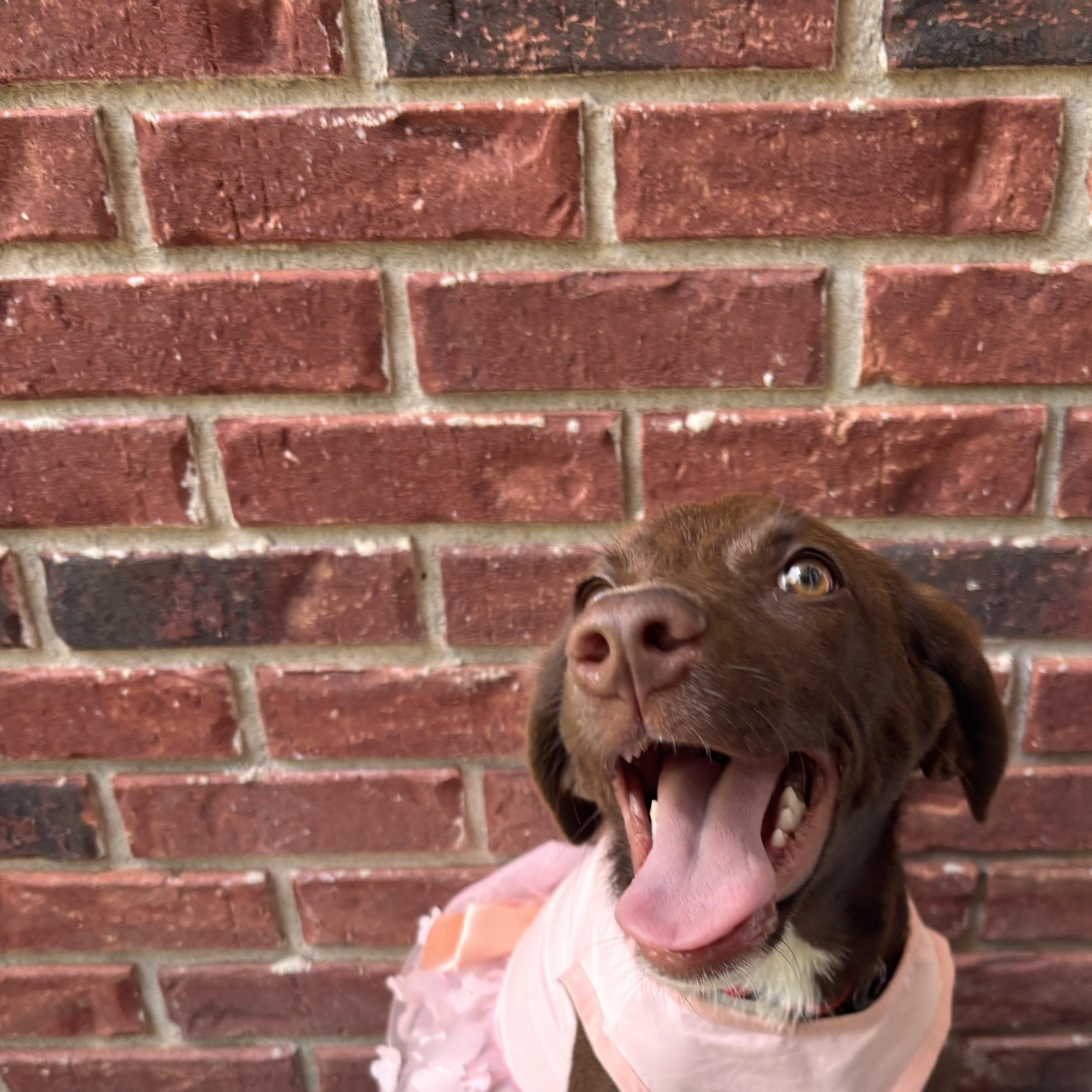 Canela, adoptable, Young Female Hound & Chocolate Labrador Retriever.