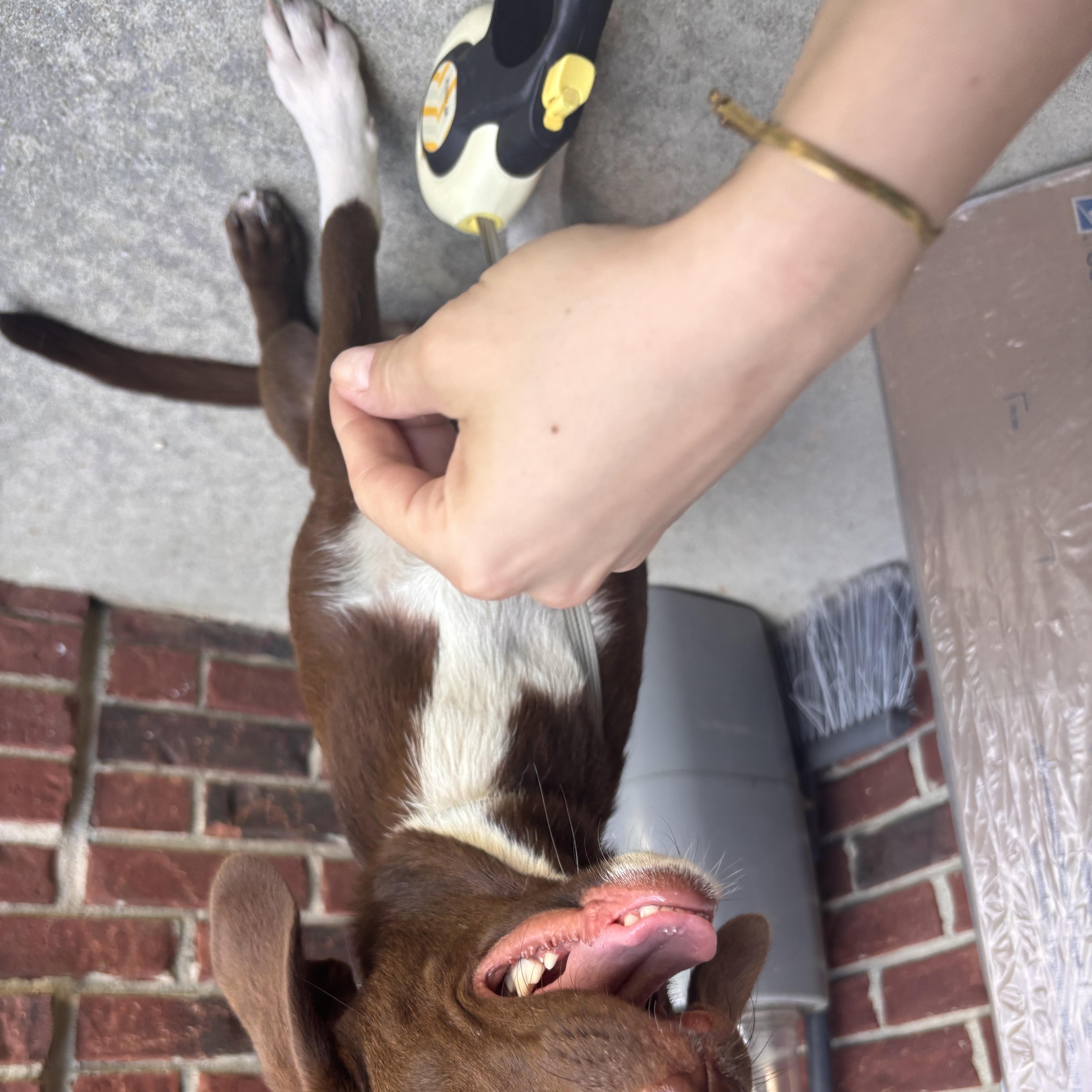 Canela, an adoptable mixed breed in Leesville, SC image 2/6