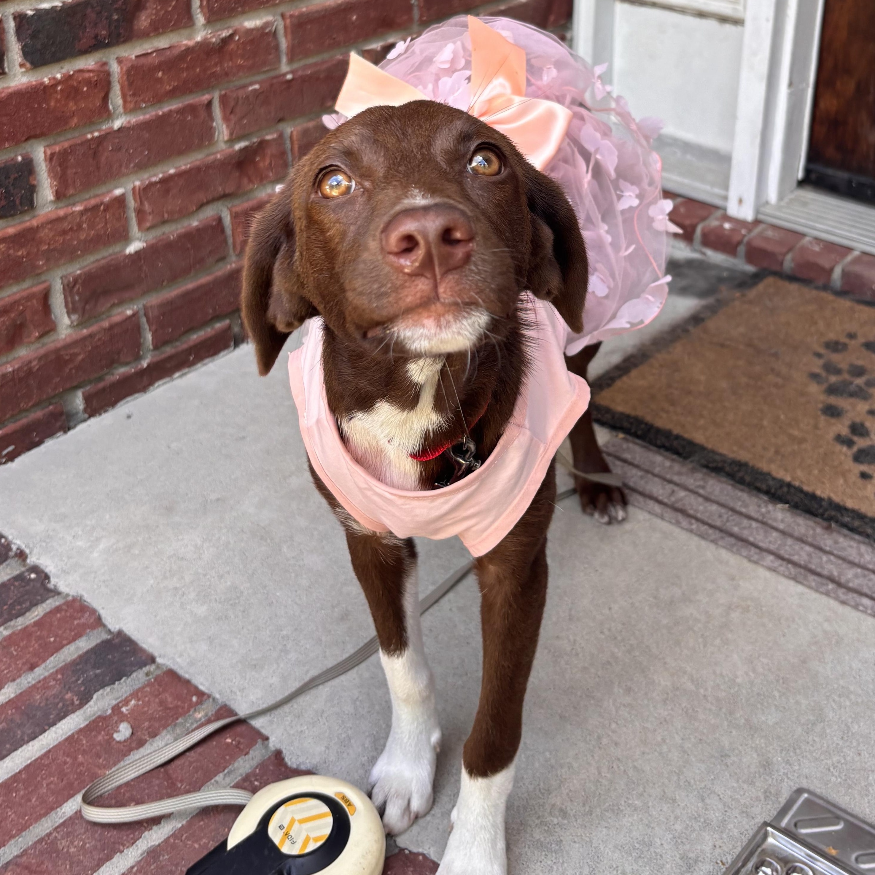 Canela, an adoptable mixed breed in Leesville, SC image 4/6