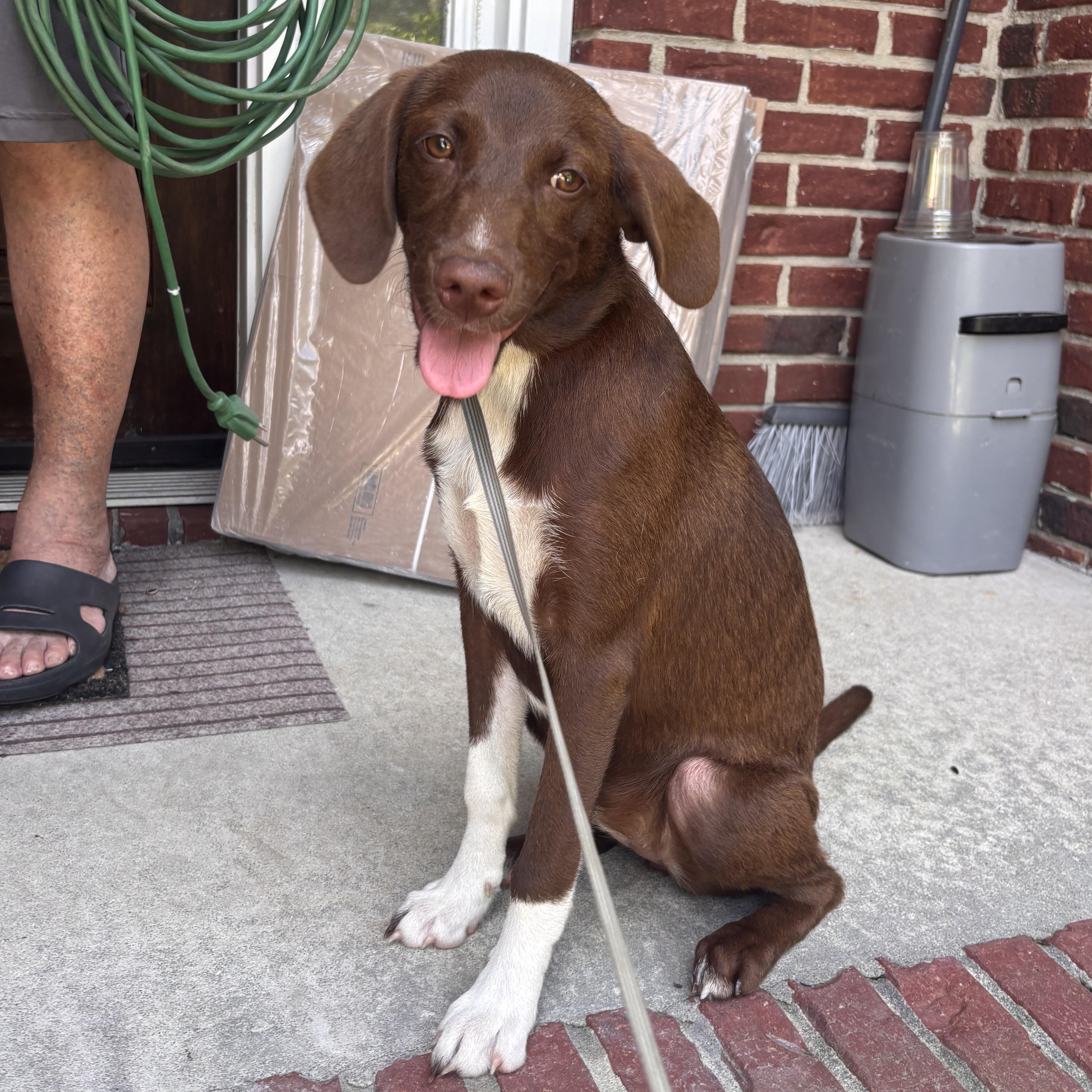 Canela, an adoptable mixed breed in Leesville, SC image 3/6